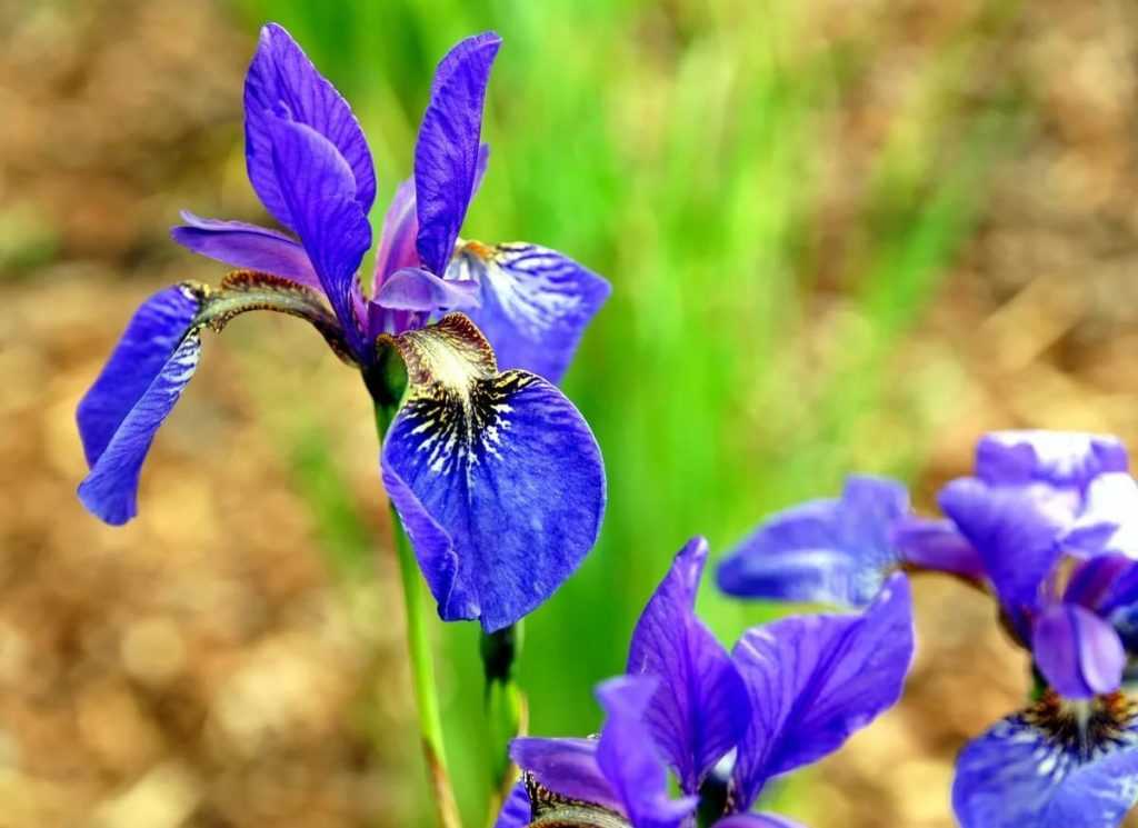 Сибирский ирис (iris sibirica): описание, фото, лучшие сорта, применение цветка в ландшафтном дизайне + посадка и уход