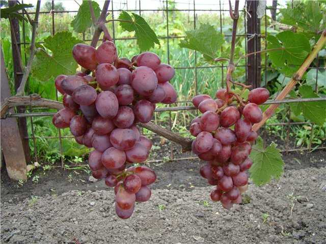 Виноград мускат белый сверх ранний: описание сорта, особенности выращивания