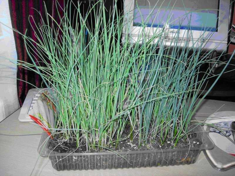 Как посадить и вырастить лук на зелень на подоконнике  дома: в воде, в земле, в опилках