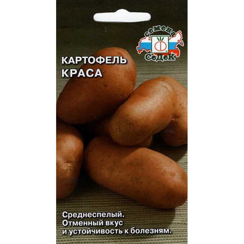 Картофель краса отзывы. Картофель Краса СЕДЕК. Сорт картофеля Краса. Семена картофель Краса. Семена картофель Краса СЕДЕК.