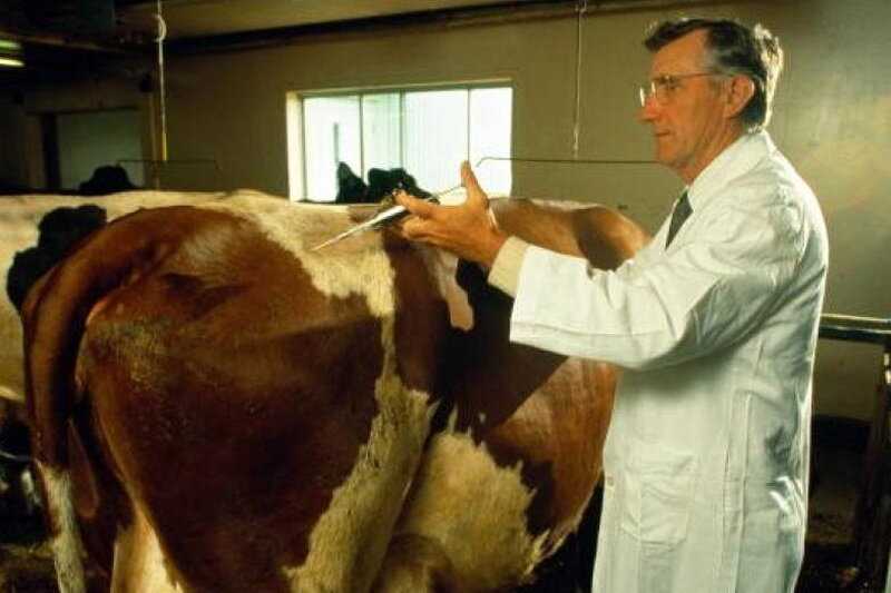 Делаем коровам и телятам уколы с витаминамиподкожные внутримышечные внутривенные инъекции крс