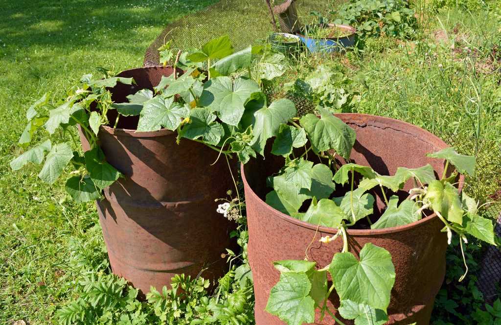 Выращивание клубники - секреты опытных садоводов