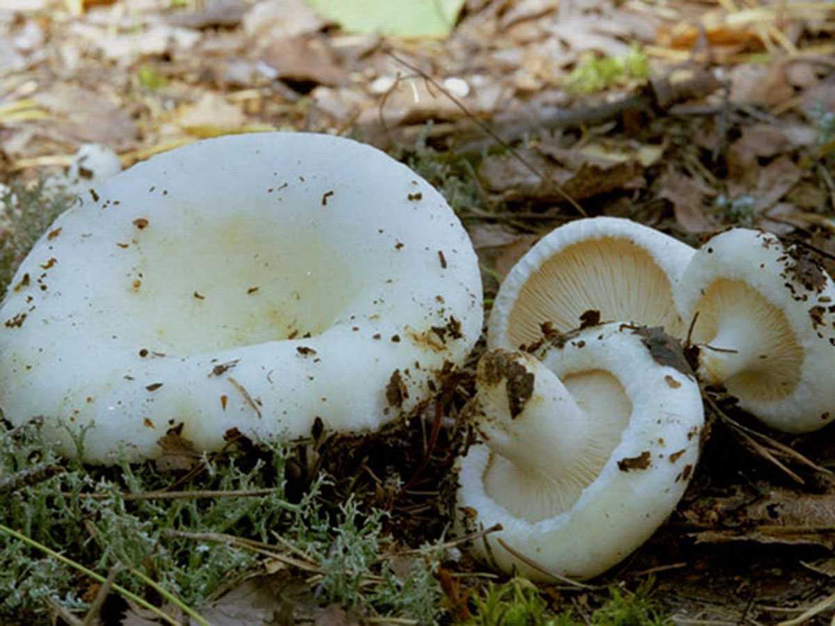 Сколько варятся сухие белые грибы