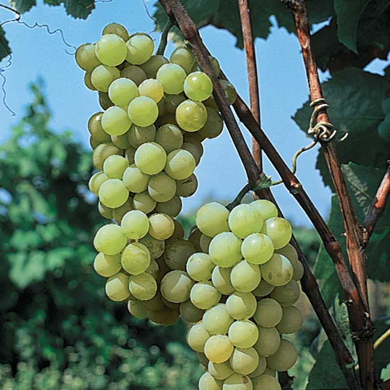 Виноград мускат белый сверхранний - описание сорта