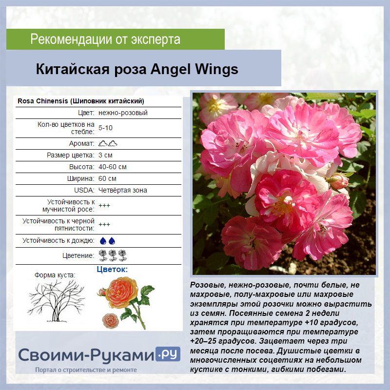 Китайская роза крылья ангела: выращивание из семян, фото, посадка и уход selo.guru — интернет портал о сельском хозяйстве