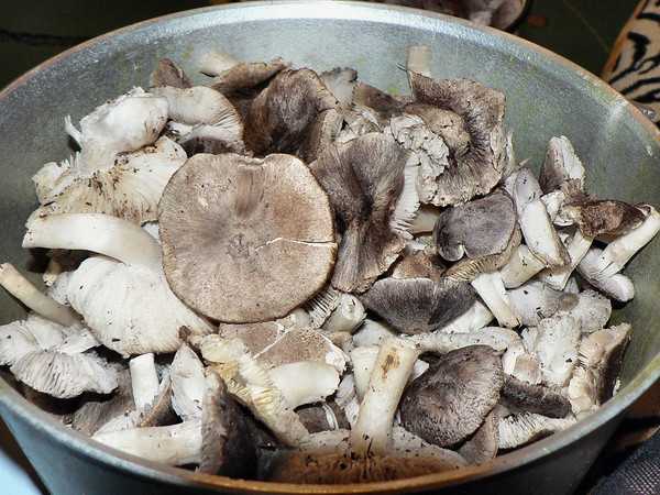 Печень говяжья с луком – готовим по-быстрому! разные рецептуры печени говяжьей с луком и морковью, сметаной, картошкой