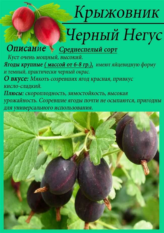 Крыжовник машенька: описание сорта, фото, отзывы, технология посадки и ухода