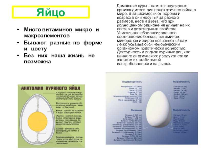 Яйцо курицы вес. Диаметр голубиного яйца. Реклама яиц куриных. Реклама яиц куриных домашних. Голубиное яйцо размер.