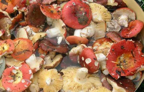 Можно ли сушить сыроежки на зиму: сезонные грибы круглый год