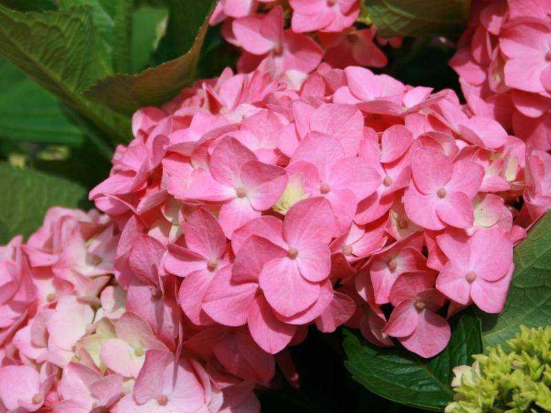 Гортензия букет роуз: посадка, уход, фото, отзывы