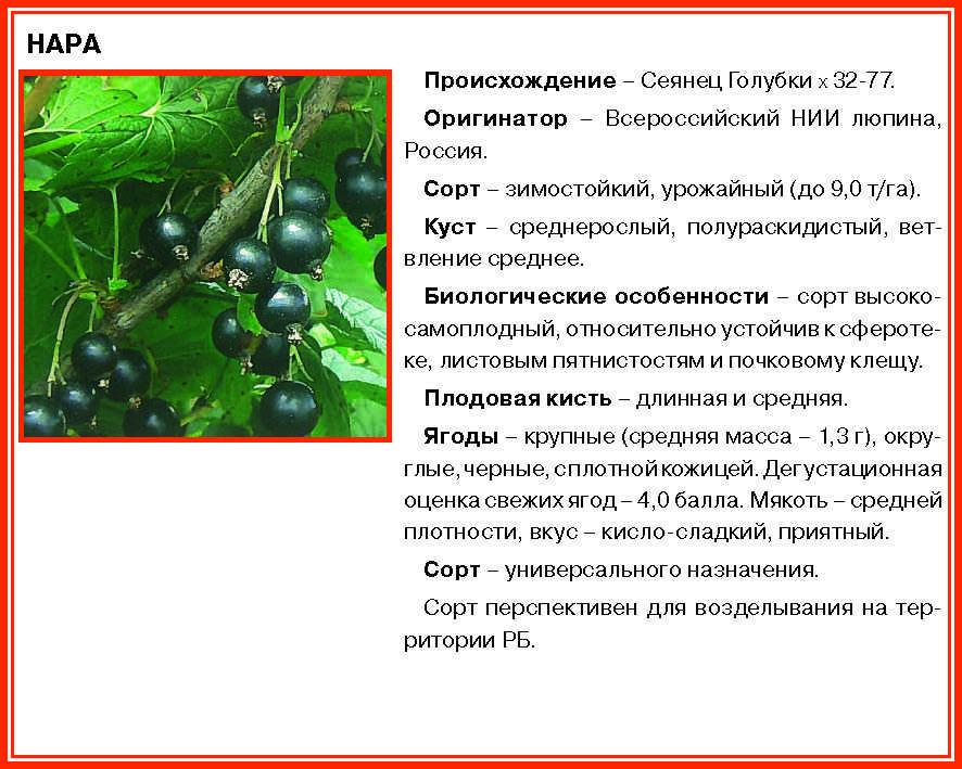 Смородина изюмная: описание сорта, посадка и уход, отзывы с фото