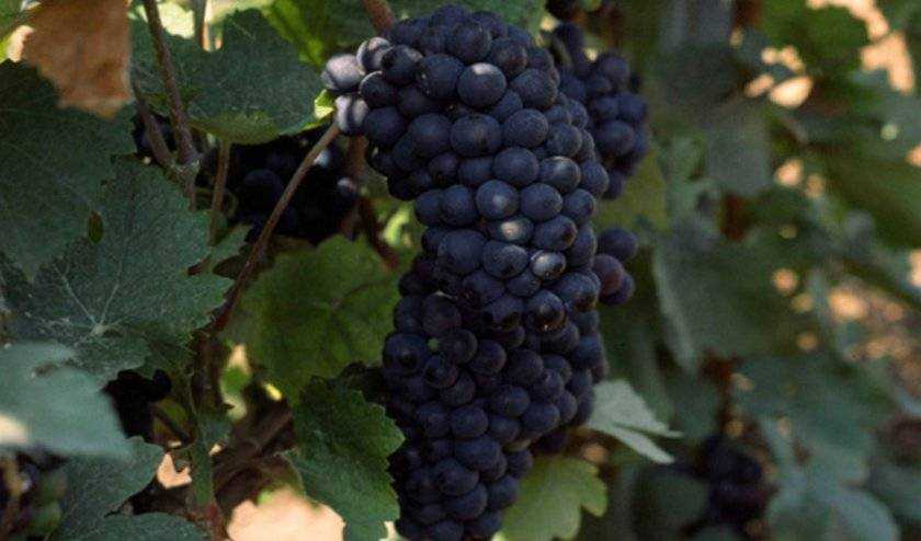 Пино нуар (pinot noir) - описание сорта винограда, вино