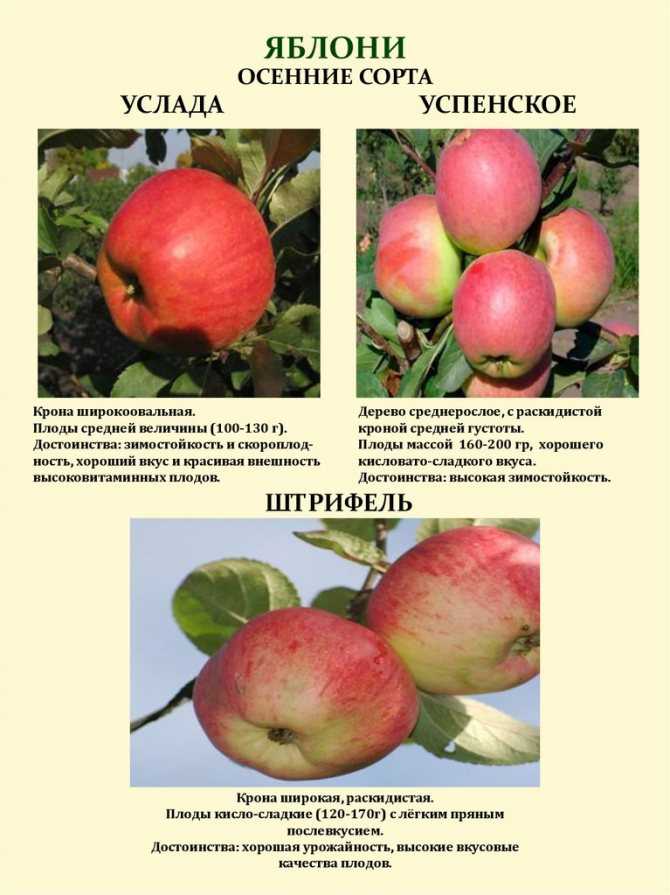 Яблоня богатырь описание сорта фото отзывы морозостойкость - дневник садовода semena-zdes.ru