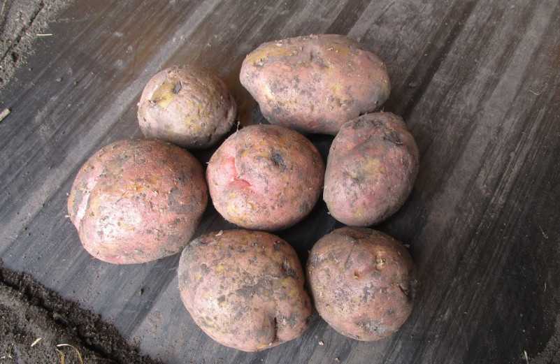 Картофель ароза: характеристика сорта, вкусовые качества клубня, посадка и уход