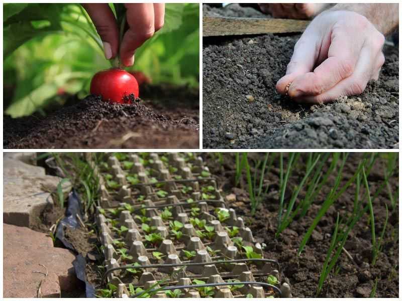 Редис Диего: особенности сорта, характеристики гибрида, правила посева и выращивания корнеплода, область применения скороспелого овоща