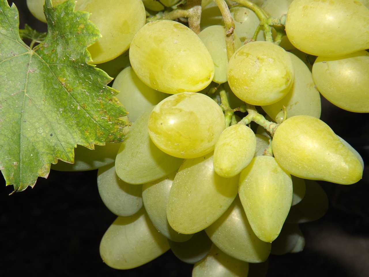 Сорт винограда бажена: фото, отзывы, описание, характеристики.
