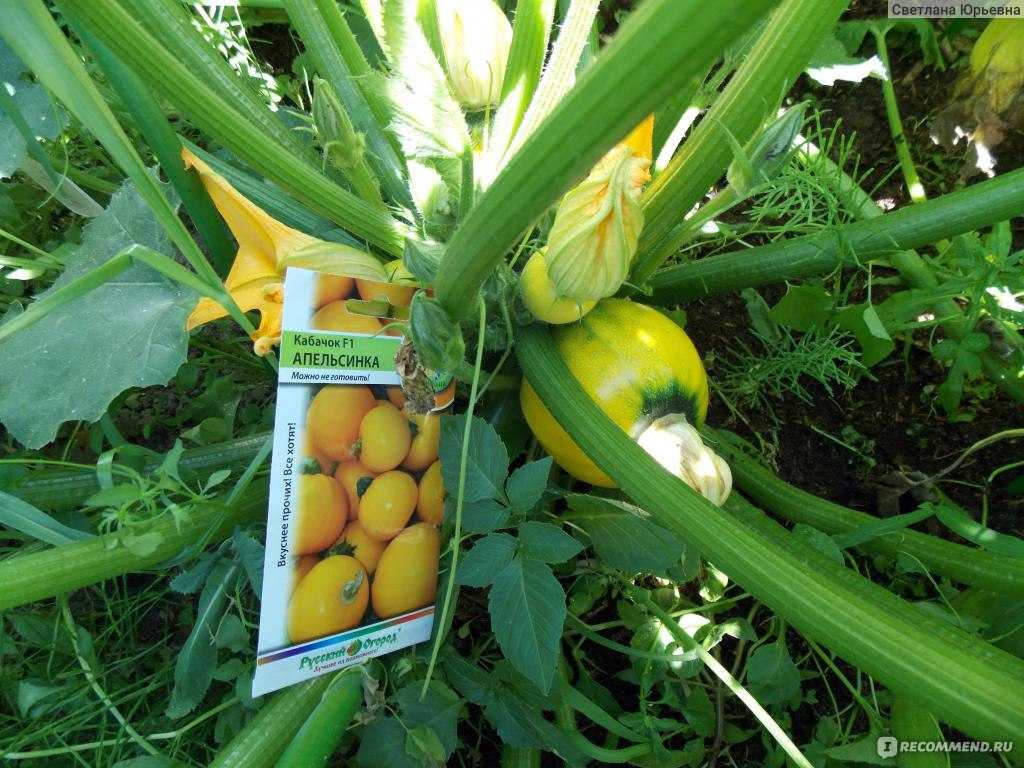 Кабачок апельсинка f1: отзывы, фото, описание сорта, посадка и уход, выращивание