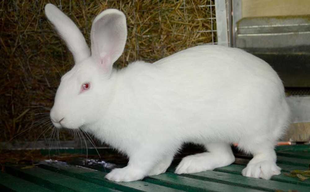 Все о кроликах породы белый великан: описание, содержание и разведение