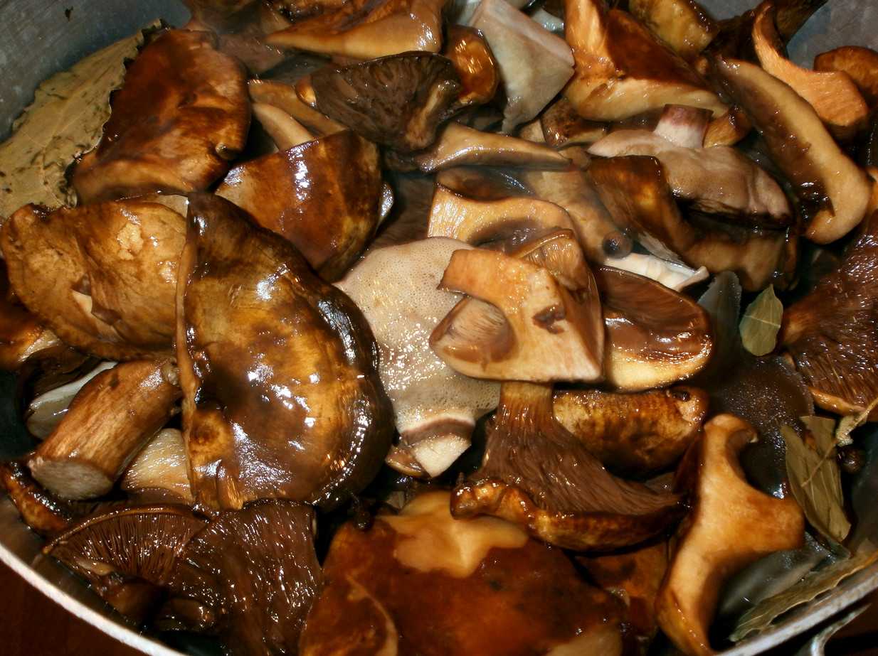 Грибы валуй. засолка грибов валуев холодным способом