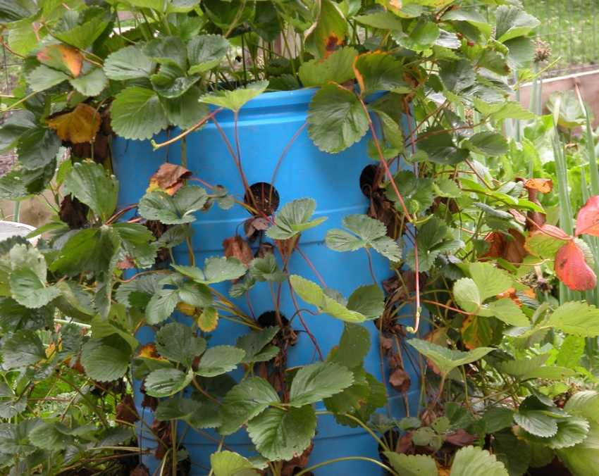 Клубника в бочке выращивание. выращивание клубники в бочке | зелёный сад