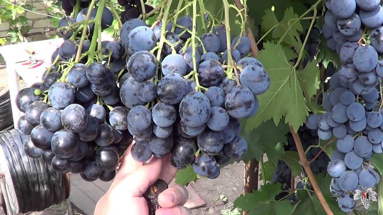 Проверенный временем сорт винограда «страшенский»