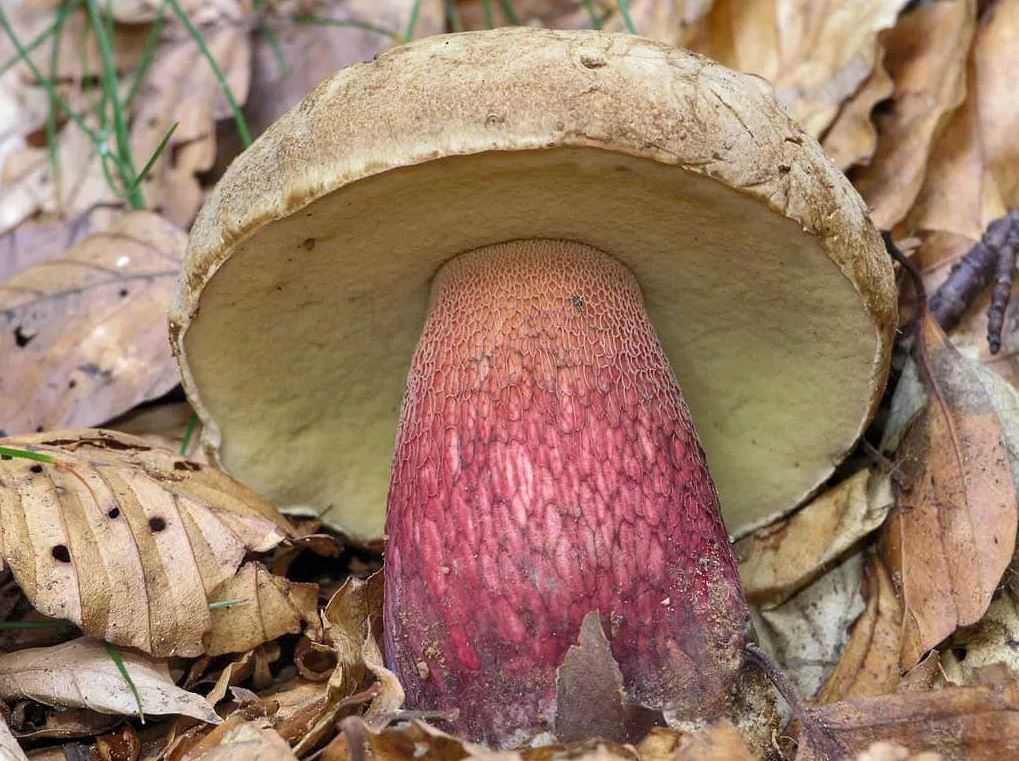 Сатанинский гриб (boletus satanas): фото и описание, как отличить, съедобный или нет