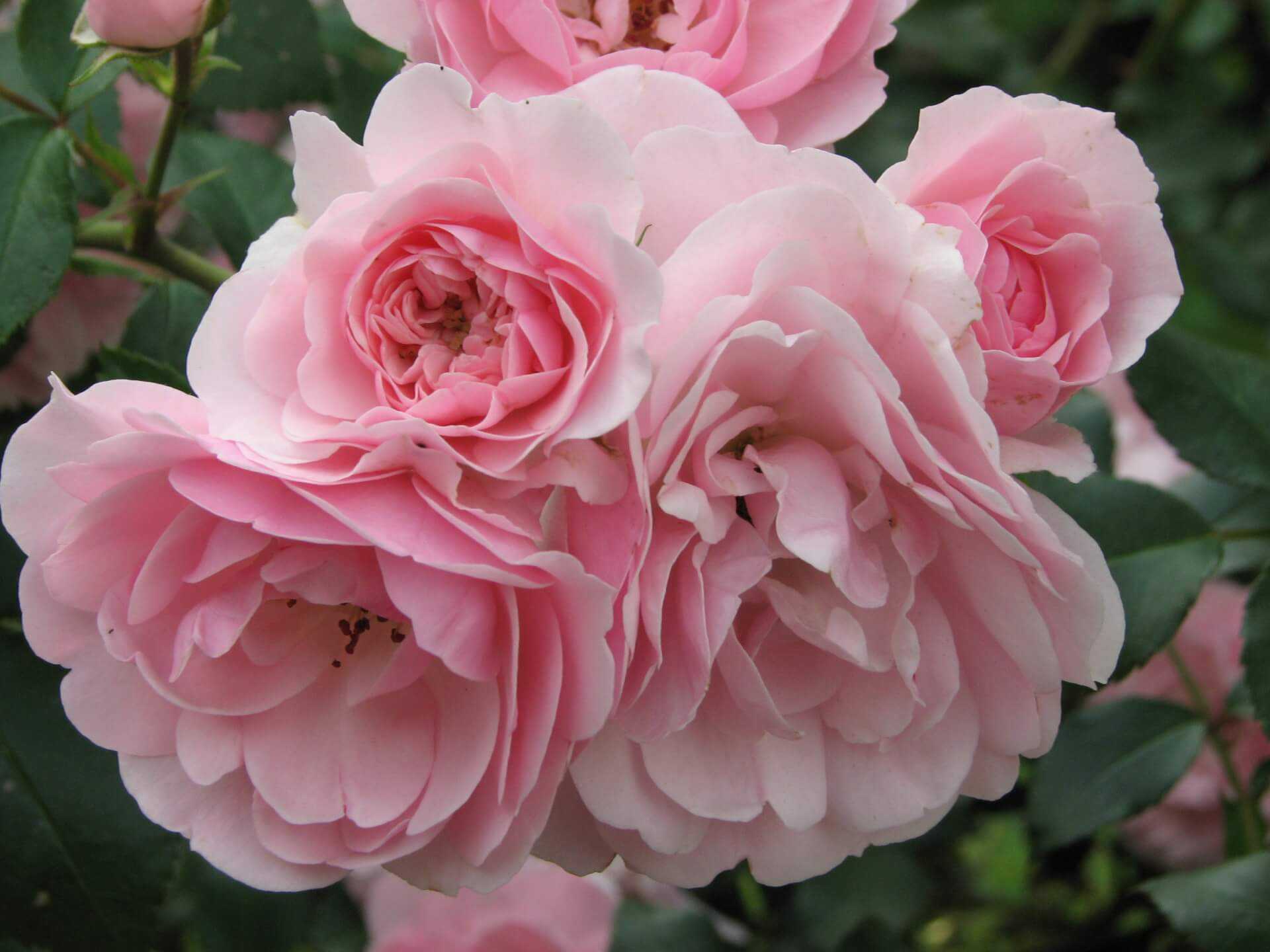 Полиантовые розы: описание и фото, выращивание и уход в домашних условиях, посадка, обрезка и размножение