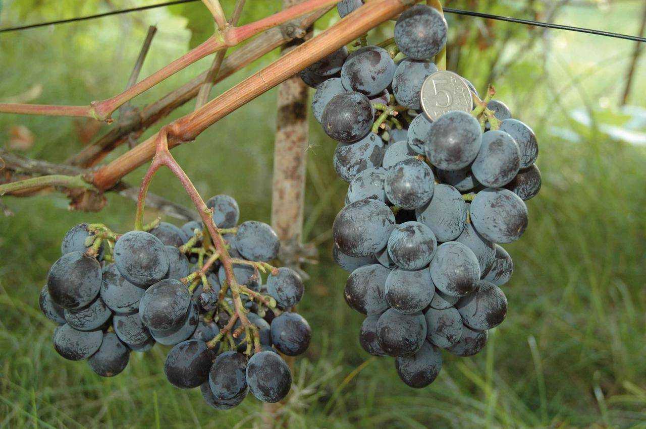 Лучшие сорта винограда: фото, названия и описания (каталог)