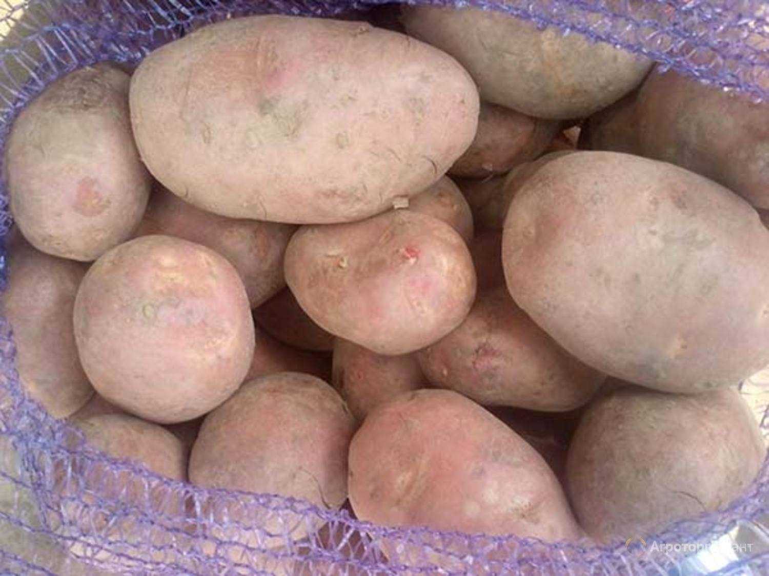 Подробное описание и советы агрономов по сортам картофеля: «петербургский», «барин», «лидер» и другие