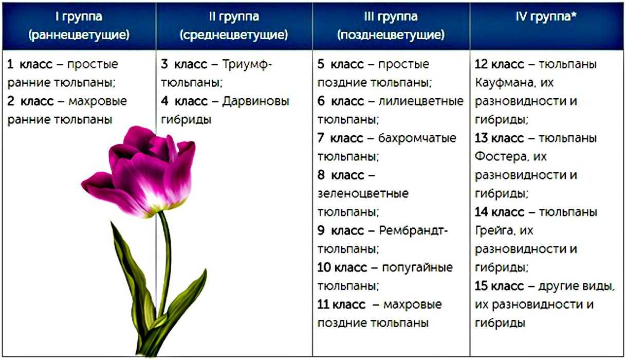 Какой тип питания характерен для тюльпана. Таблица подкормки тюльпанов. Таблица охлаждения луковиц тюльпанов. Классификация тюльпанов таблица. Классификация растения тюльпан.