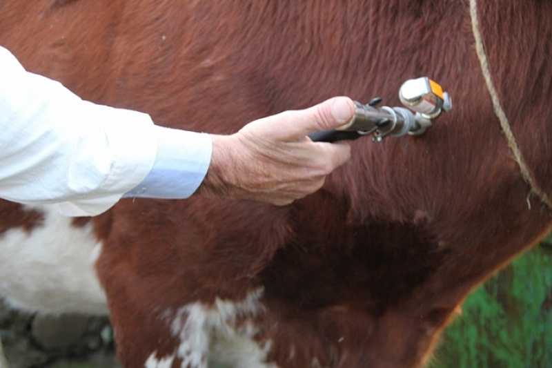 Туберкулёз крупного рогатого скота (крс): диагностика, симптомы и лечение, профилактика
