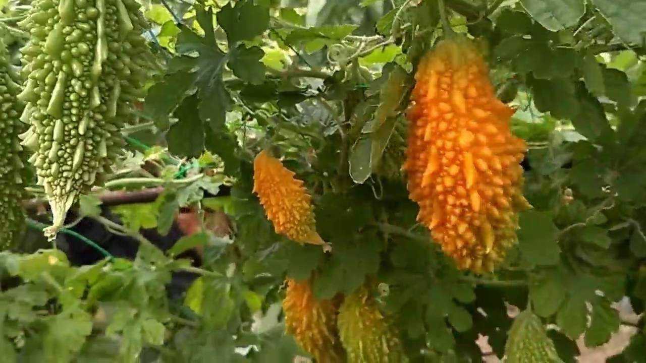 Момордика харанция или горькая тыква