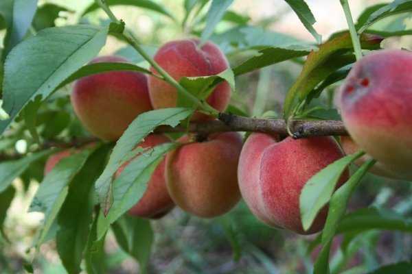 Груша ника: подробное описание плодового дерева, отзывы садоводов и агротехника выращивания
