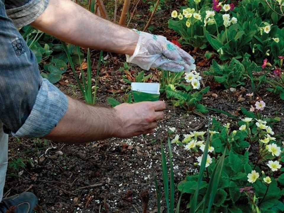 Подкормка растений мочевиной. как правильно это сделать?