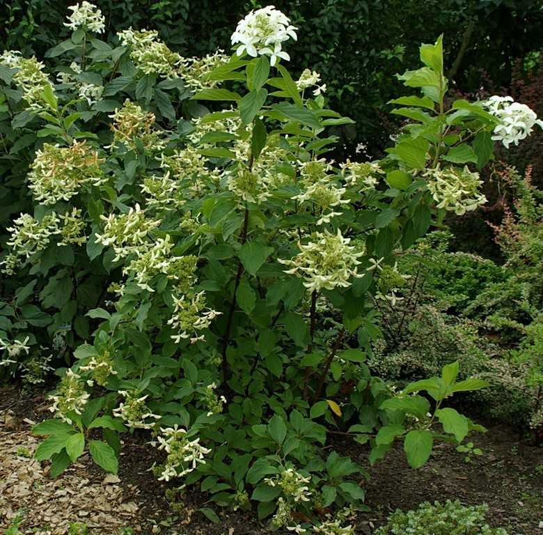 Уход стар. Грейт Стар гортензия метельчатая. Hydrangea paniculata great Star. Гортензия метельчатая Грин Стар. Гортензия метельчатая Грэйт Стар.