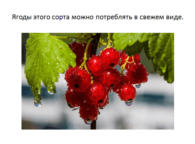 Особенности красной смородины уральская красавица