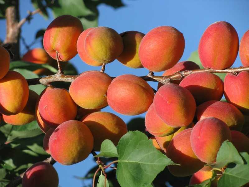 Персик гринсборо: описание сорта, посадка и уход за плодовым деревом