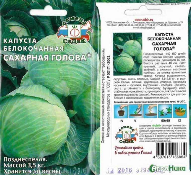 Описание сорта капусты каменная голова