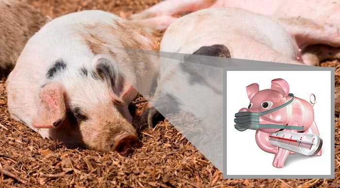 У свиньи температура: чем лечить? симптомы, как измерить