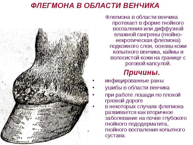 Болезни копыт у коров, копытная гниль у коров лечение (фото)