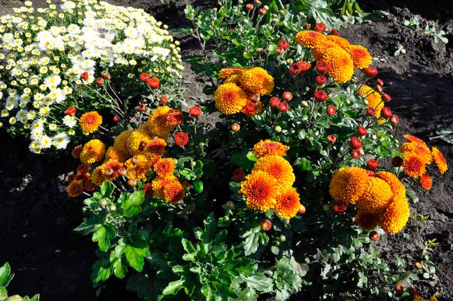 Индийская хризантема: особенности, выращивание, уход | огородник