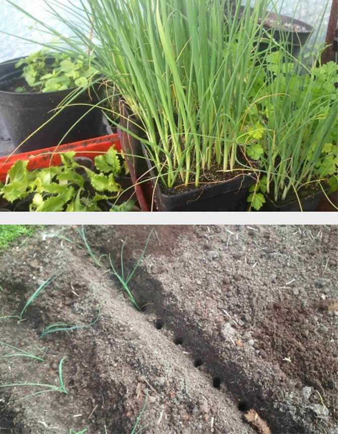 Лук порей в сибири: выращивание и уход, лучшие ранние, средние и поздние сорта, а также когда сеять, как сажать на рассаду?
