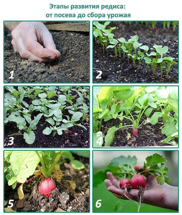 Редис на подоконнике: выращивание для начинающих, и можно ли вырастить зимой в квартире из семян, как посадить в условиях дома, как собрать урожай?