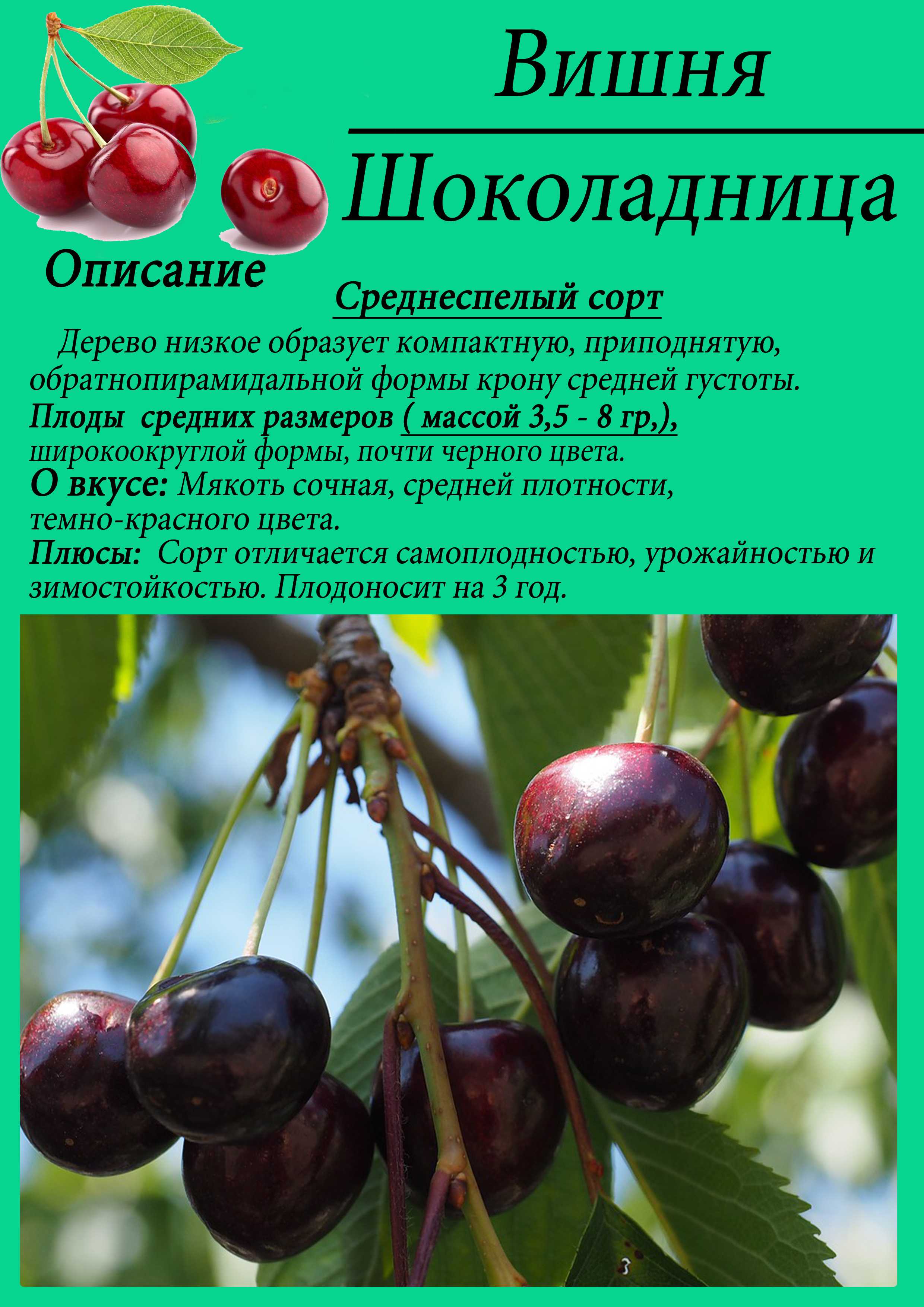 ✅ вишня морель — описание сорта, фото, отзывы садоводов - cvetochki-penza.ru