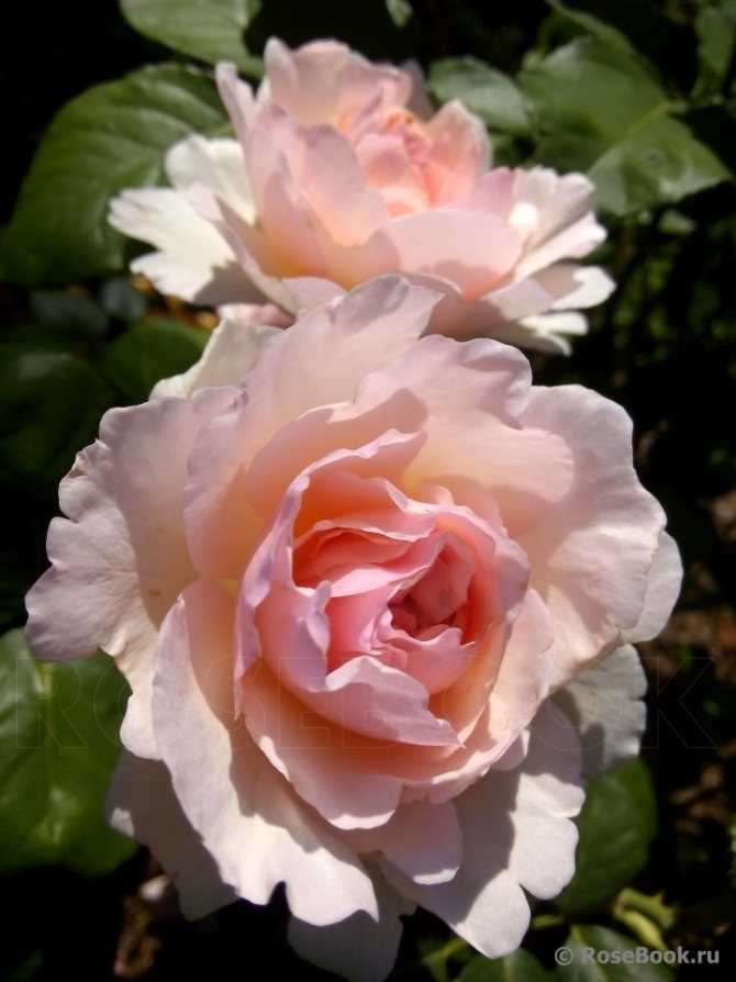 Роза принцесса монако (princesse de monaco) — характеристики сорта