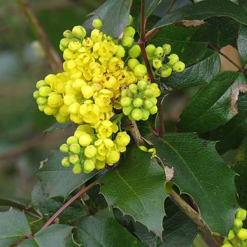 Магония падуболистная (mahonia aquifolium): описание, посадка, уход, выращивание, размножение, сочетание с другими растениями