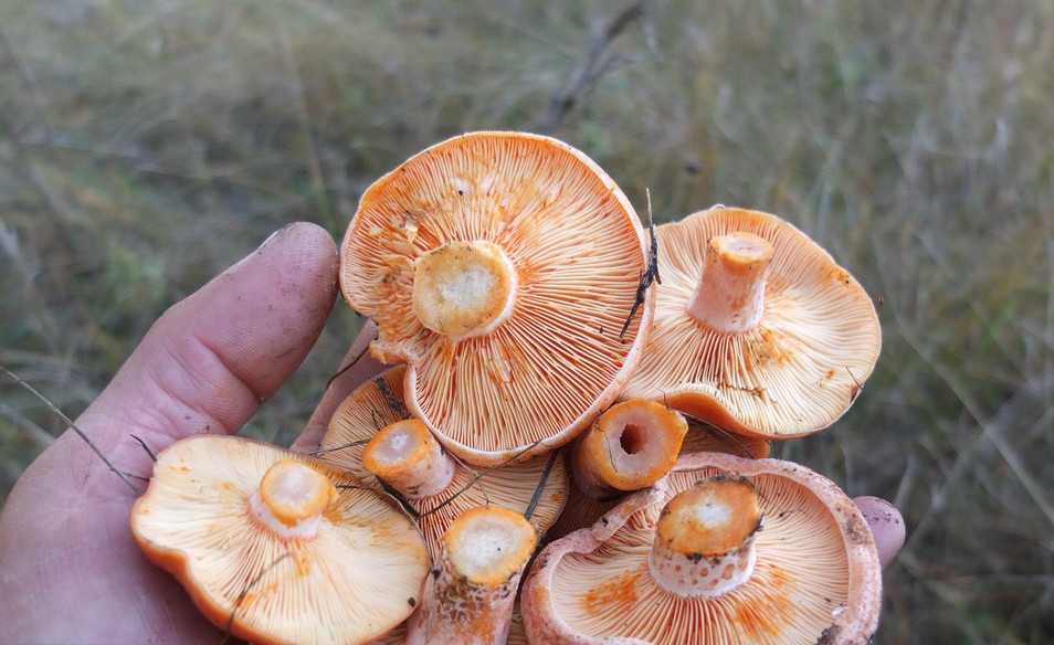 Сушка грибов (4 способа): правильно делаем сухие грибы