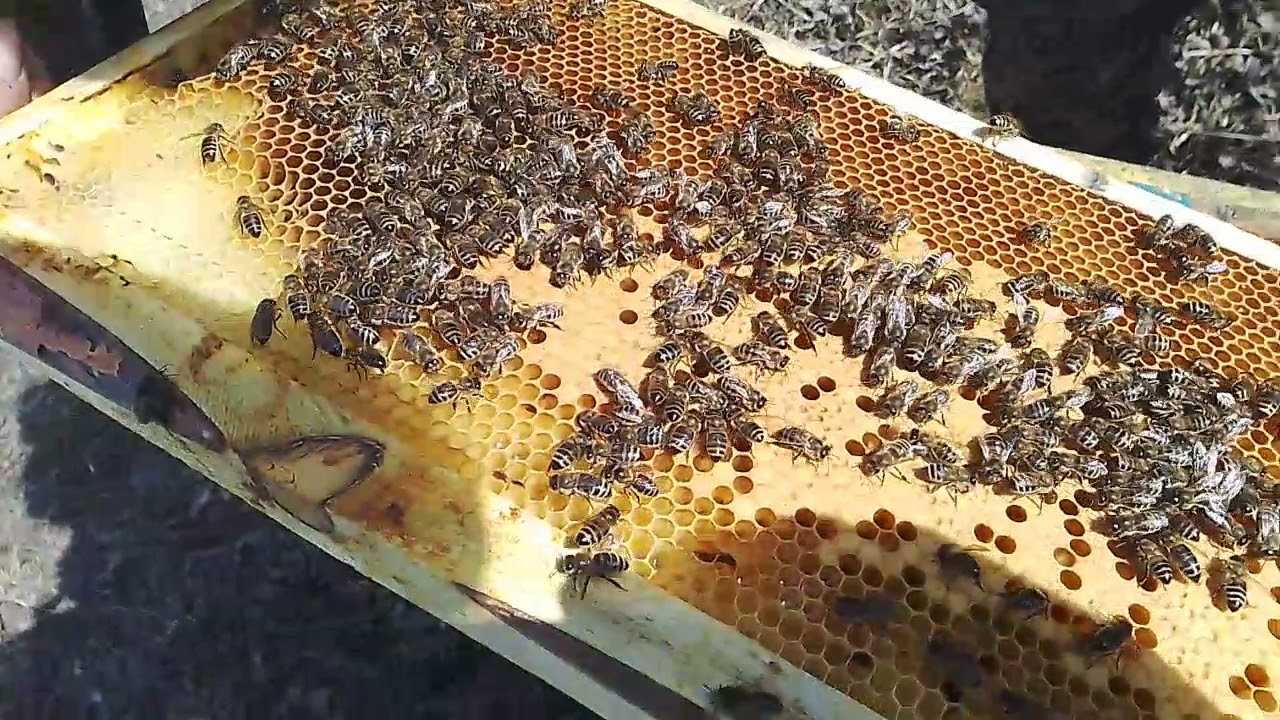 Исправление отрутневевших пчелосемей