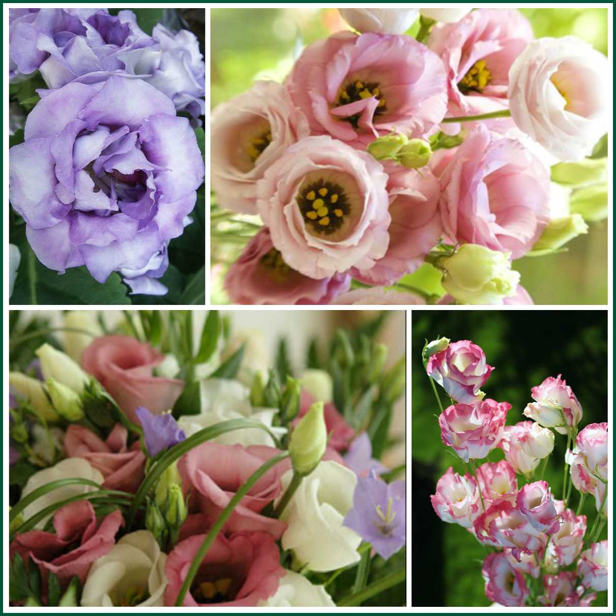Цветы, похожие на пионы (29 фото): как они называются? описание ранункулюса и других цветов