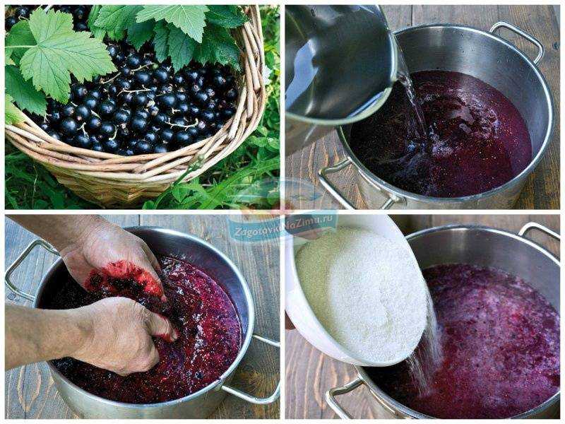 Как сделать домашнее вино из черной смородины: 3 простых рецепта